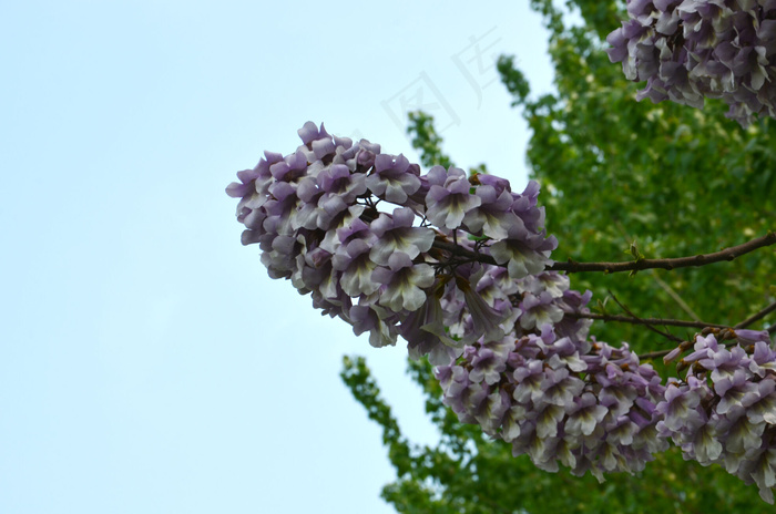 梧桐花图片