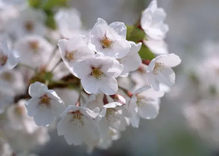 春天花朵 花朵图片 桃花 李花 杏花 春暖花朵 桃花林 春天花朵 花朵图片 桃花 李花 杏花 春暖花朵 桃花林