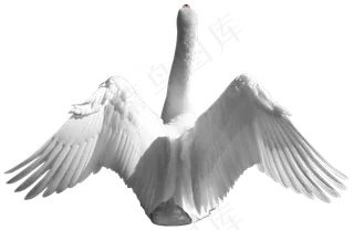 免抠png图片ps素材天鹅