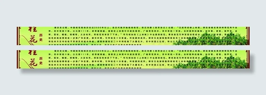 桂花历史展板图片 桂花历史展板图片