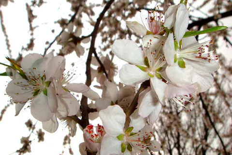 春雨桃花艳图片 春雨桃花艳图片