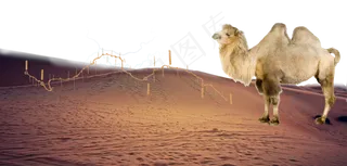 一带一路沙漠之行PNG素材