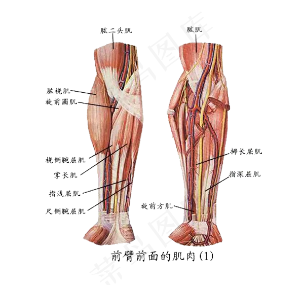 人体结构图PNG免扣素材psd模版下载