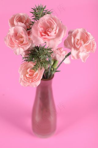 粉色玫瑰花静物设计素材