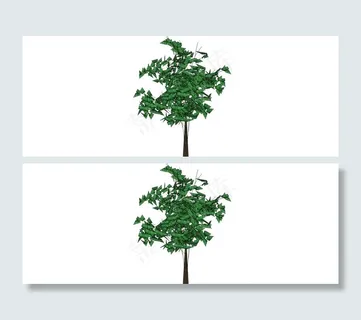 梓树图片 梓树图片