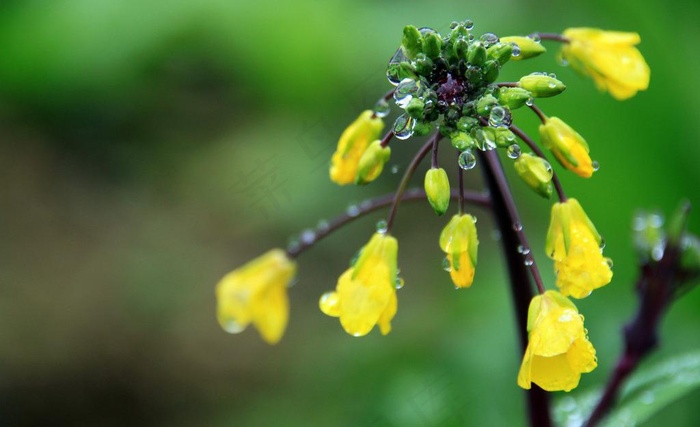 雨后的菜花图片