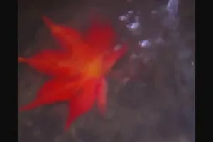 枫叶素材下载