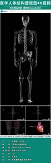 三维生物人体结构模型动画展示医学视...