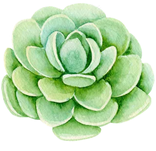 绿色叠层多肉图片素材