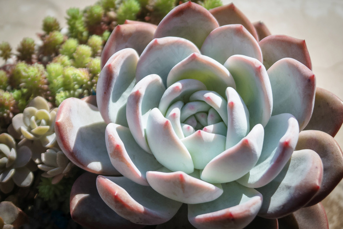 多肉植物图片