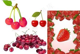 草莓和樱桃矢量素材图片