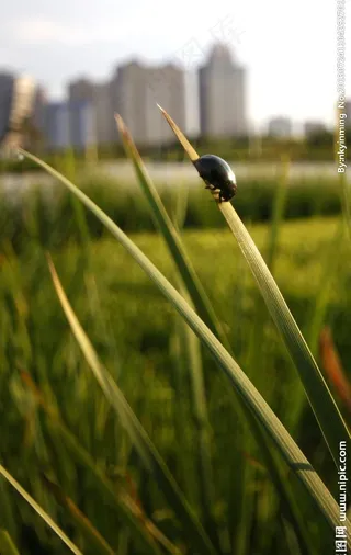 草地昆虫图片