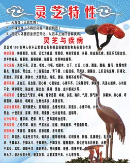 灵芝特性海报展板设计