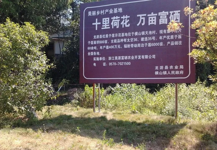 龙游天池荷花图片