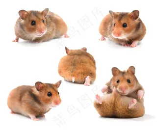 可爱小仓鼠图片