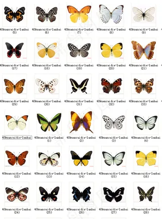 40款彩蝶素材合集