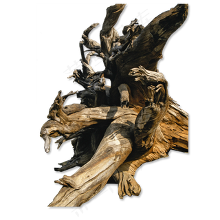 枯树树枝树干图片海报素材