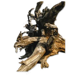 枯树树枝树干图片海报素材