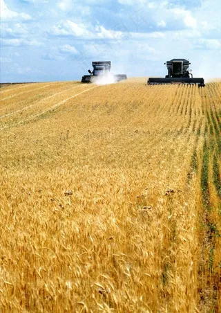 草 丰收 粮食图片