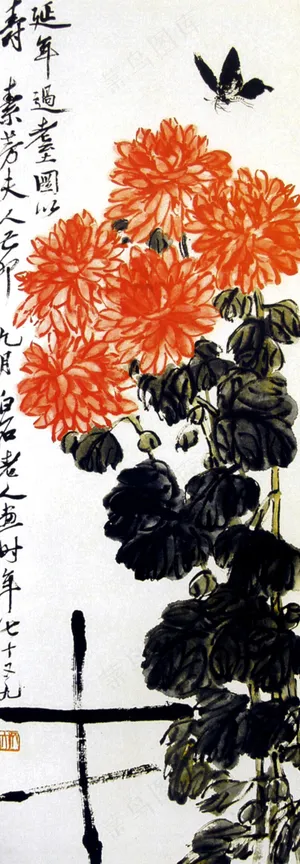 蝴蝶菊花