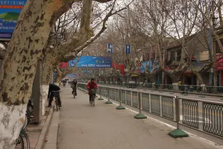 街边的梧桐树图片