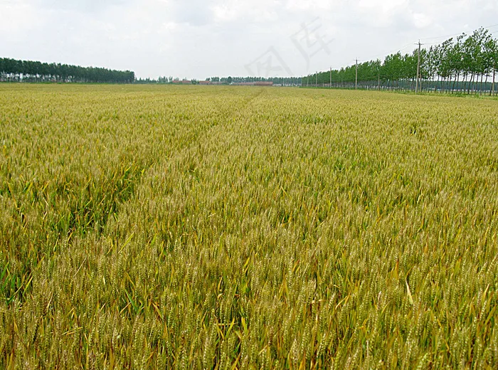 青小麦粮食图片