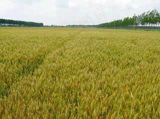 青小麦粮食图片