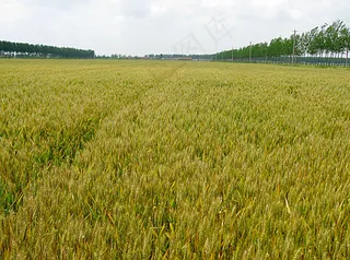 青小麦粮食图片