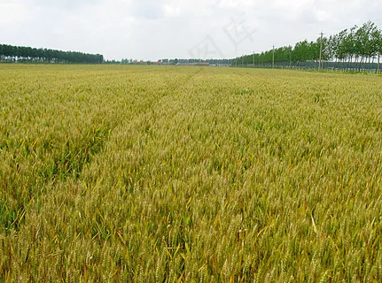 青小麦粮食图片 青小麦粮食图片