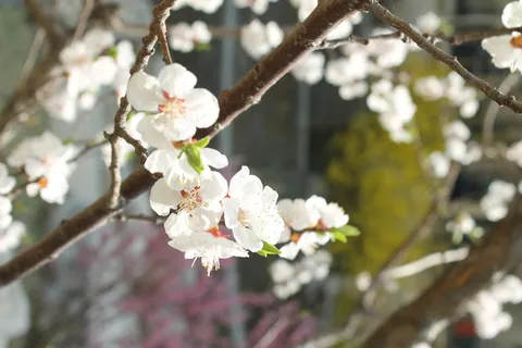春天里的白桃花图片 春天里的白桃花图片