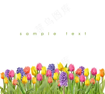 郁金香花束背景图 郁金香花束背景图