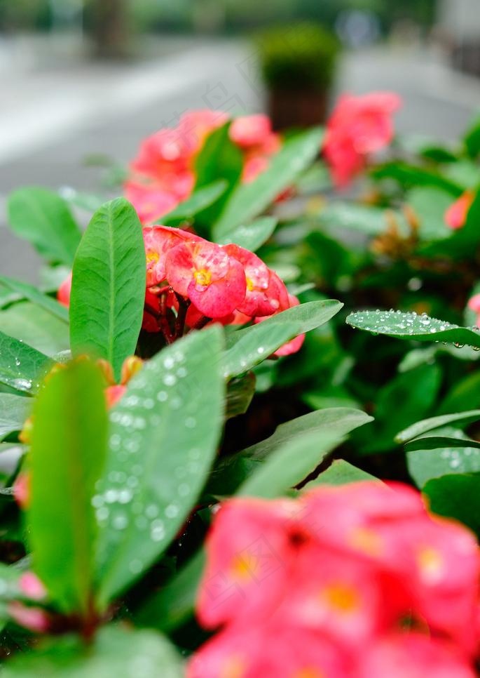 雨后的小花图片