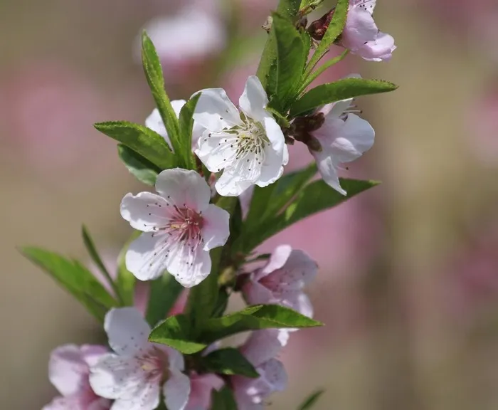 春天的桃花图片