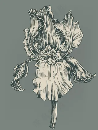 矢量古董芙蓉插图