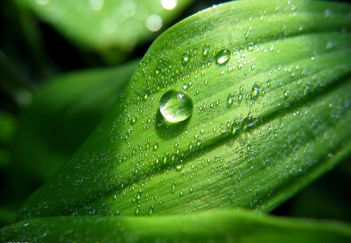 植物叶子图片