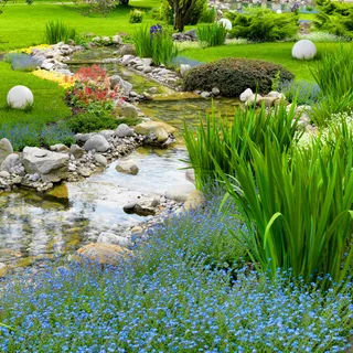 美丽小溪植物风景 美丽小溪植物风景