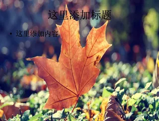 很有感觉的唯美植物图片大全(8)...