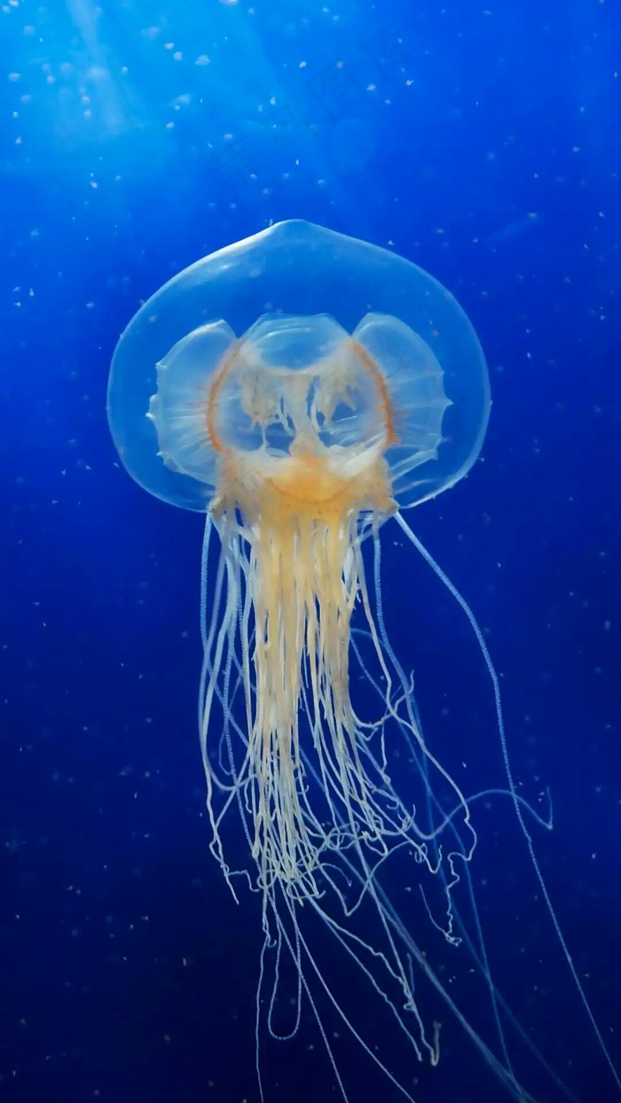 海洋生物高清摄影图片