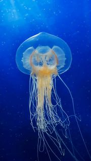 海洋生物高清摄影图片