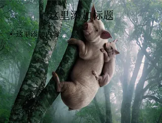 搞笑动物风景图片电脑高清ppt封...