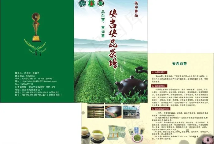 茶叶单页折页白茶宣传单dm图片cdr矢量模版下载