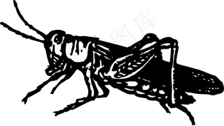 蝗虫的剪辑艺术