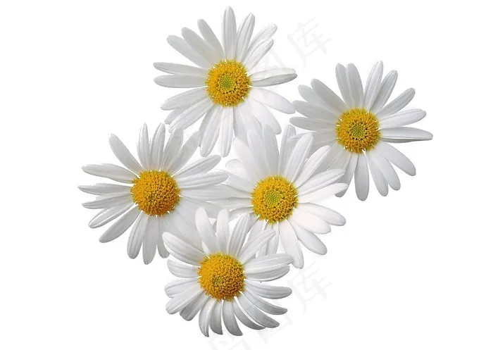 花朵抠图白底图小雏菊白色花朵psd模版下载