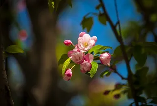 北京植物园春色图片