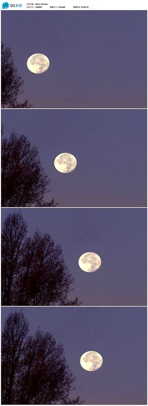 枝头圆月夜色月亮升起视频素材