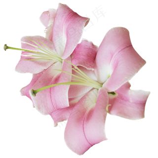 粉色百合花朵