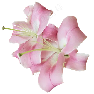 粉色百合花朵