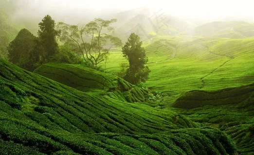茶园风景图片 茶园风景图片