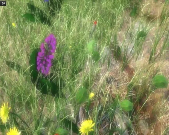 草地
