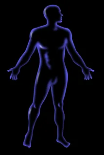 男性人体解剖站